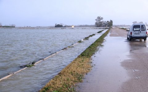 Una imatge d'arxiu de l'entrada d'aigua de mar als arrossars. FOTO: ACN.