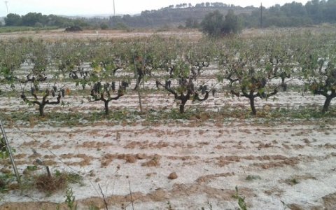 Una imatge d'unes vinyes afectades per la pluja a la Terra Alta. FOTO: ACN.