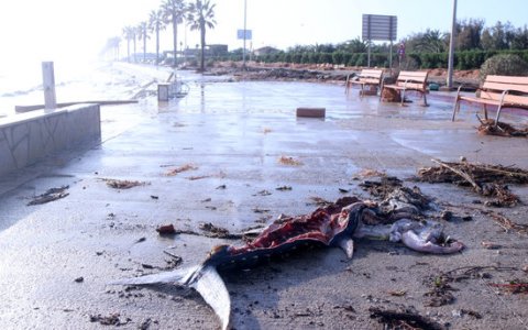Imatge d'una de les tonyines mortes a l'Ampolla. FOTO: ACN.