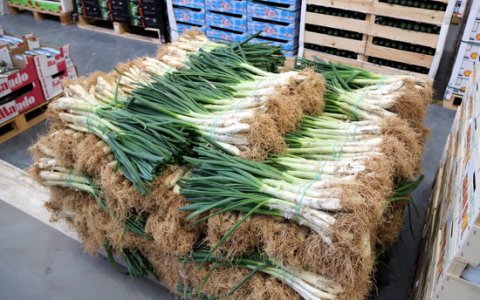 Manats de calçots. FOTO: ACN.