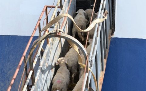 Un ramat de xais embarcant en un dels vaixells exportadors. FOTO: ACN.