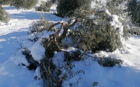 Una olivera aixafada pel pes de la neu. FOTO: CEDIDA.