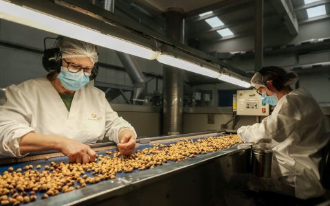 L'avellana, en crisi de preus, és un dels productes destinats a l'exportació.