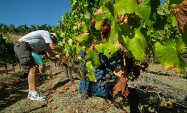 La verema 2017 ha registrat caigudes d'entre un 20 i un 40% en la recollida del raïm, però els productors asseguren que els vins que en sortiran seran excel·lents.