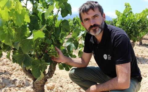 L’enóleg Jaume Martí en una vinya de garnatxa peluda, a Bot